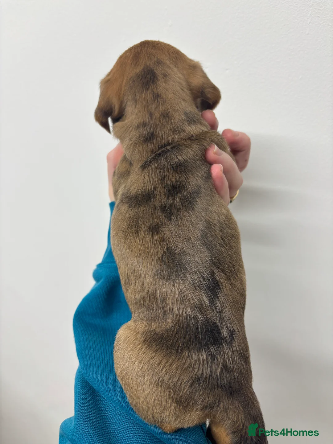 Jackshund dogs for sale:  miniature dachshund x jack Russel puppies  - Advert 4