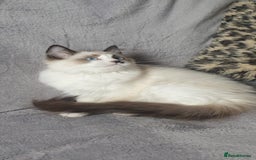 Ragdoll cats for sale: 💖Beautiful GCCF Registered Ragdoll Kittens. - Image 5