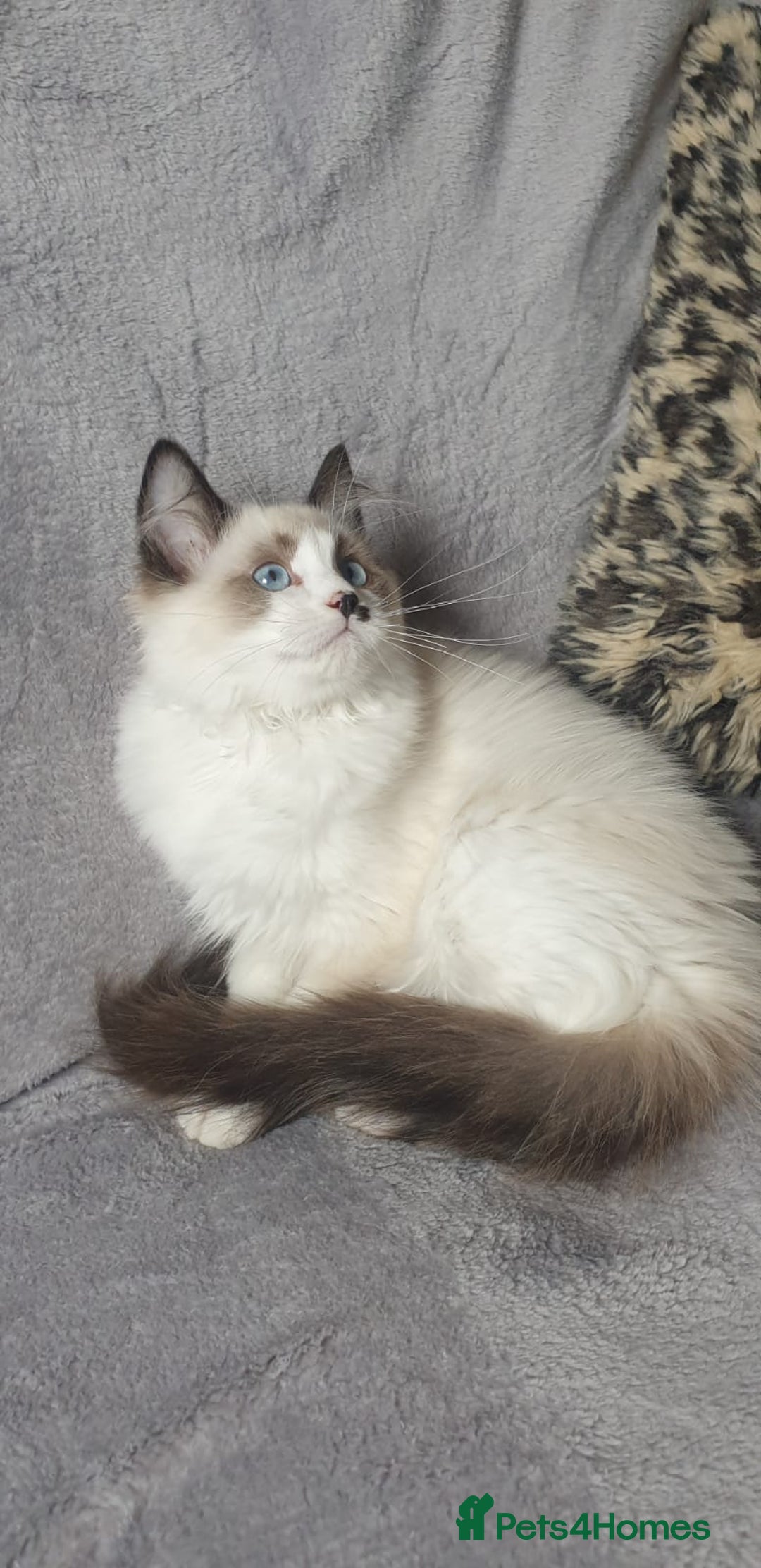 Ragdoll cats for sale: 💖Beautiful GCCF Registered Ragdoll Kittens. - Image 5