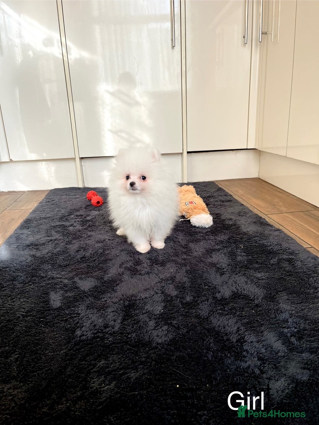 Pomeranian dogs for sale: Very Tiny🧸 Teddy Face🐻Top Quality 🔥 - Image 9