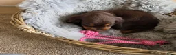 Cocker Spaniel dogs for sale: Beautiful Working Type Cocker Spaniel Puppies - Advert 11