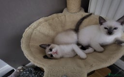 Snowshoe cats for sale: Rare Pedigree Snowshoe Kittens  - Image 8