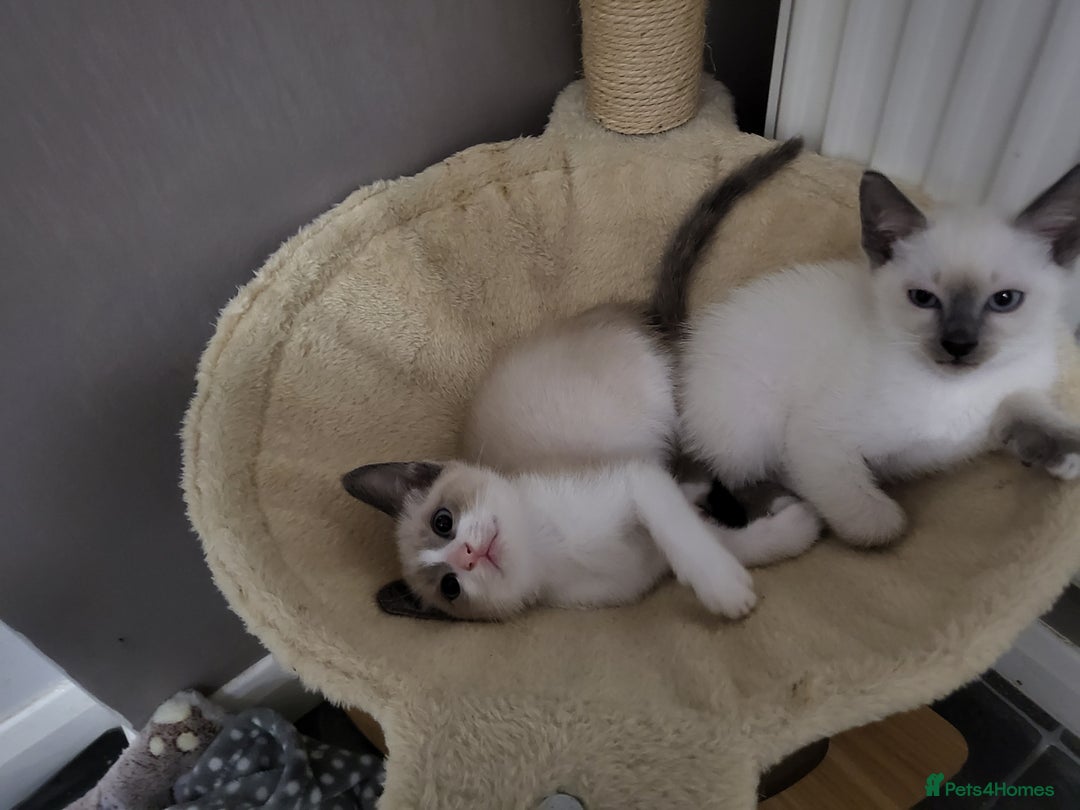 Snowshoe cats for sale: Rare Pedigree Snowshoe Kittens  - Image 8