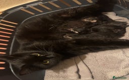 Mixed Breed cats for sale: Black Tabby kittens - Image 3