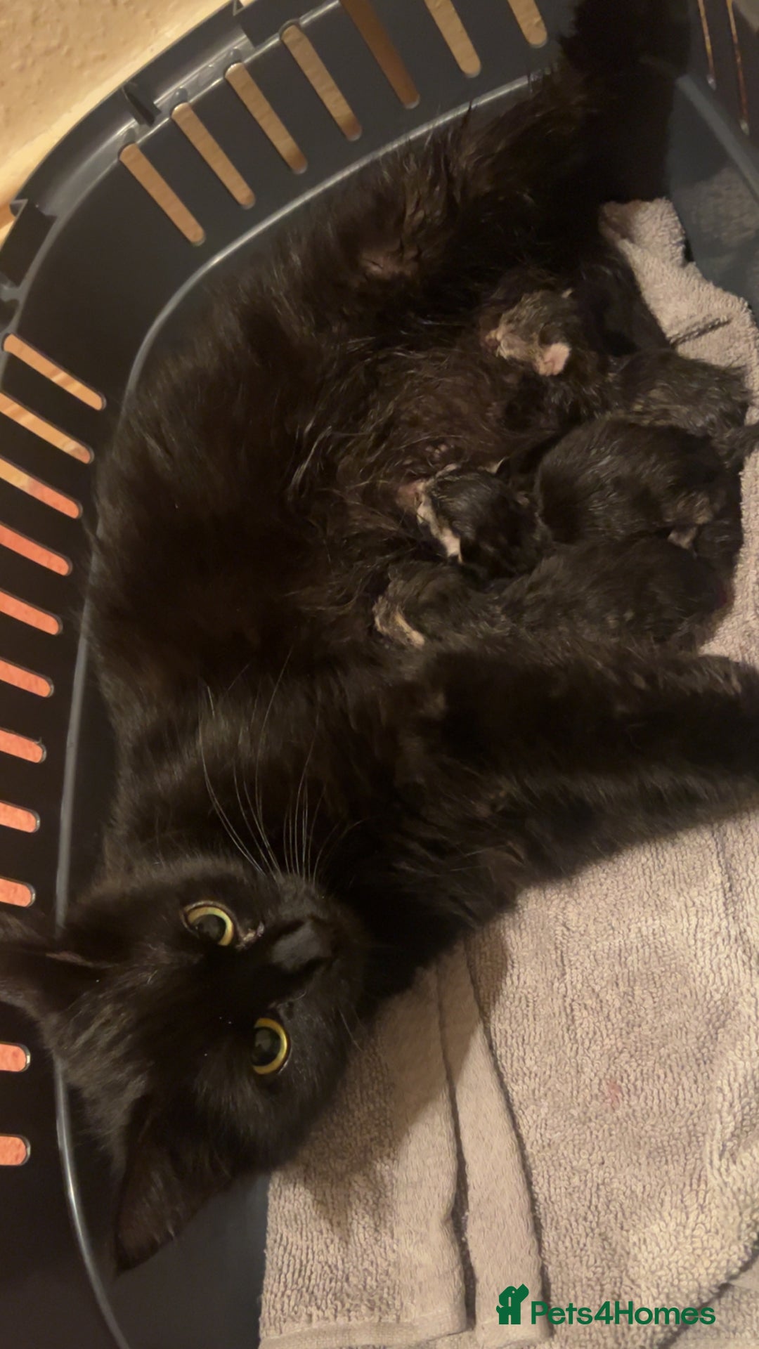 Mixed Breed cats for sale: Black Tabby kittens - Image 3
