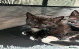 Ragdoll cats for sale: Ragdoll cross - Image 3