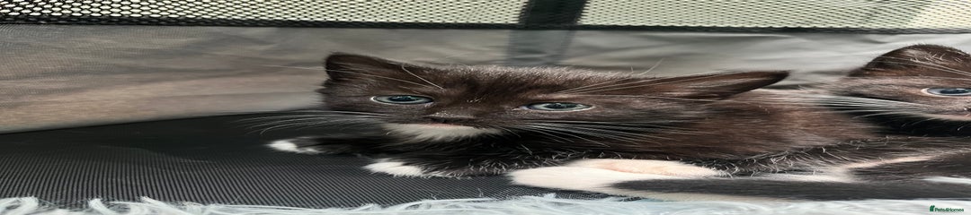 Ragdoll Kitten 3