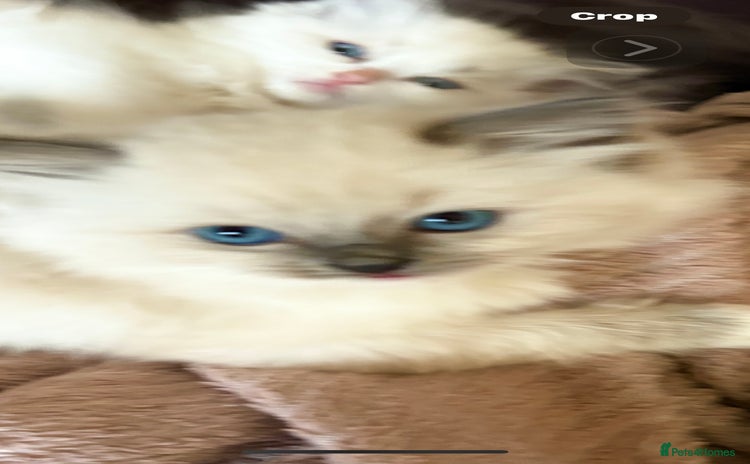 Ragdoll cats - Advert 11
