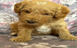 Australian Labradoodle dogs for sale: 💕 Stunning Australian Labradoodles! 💕 - Image 30