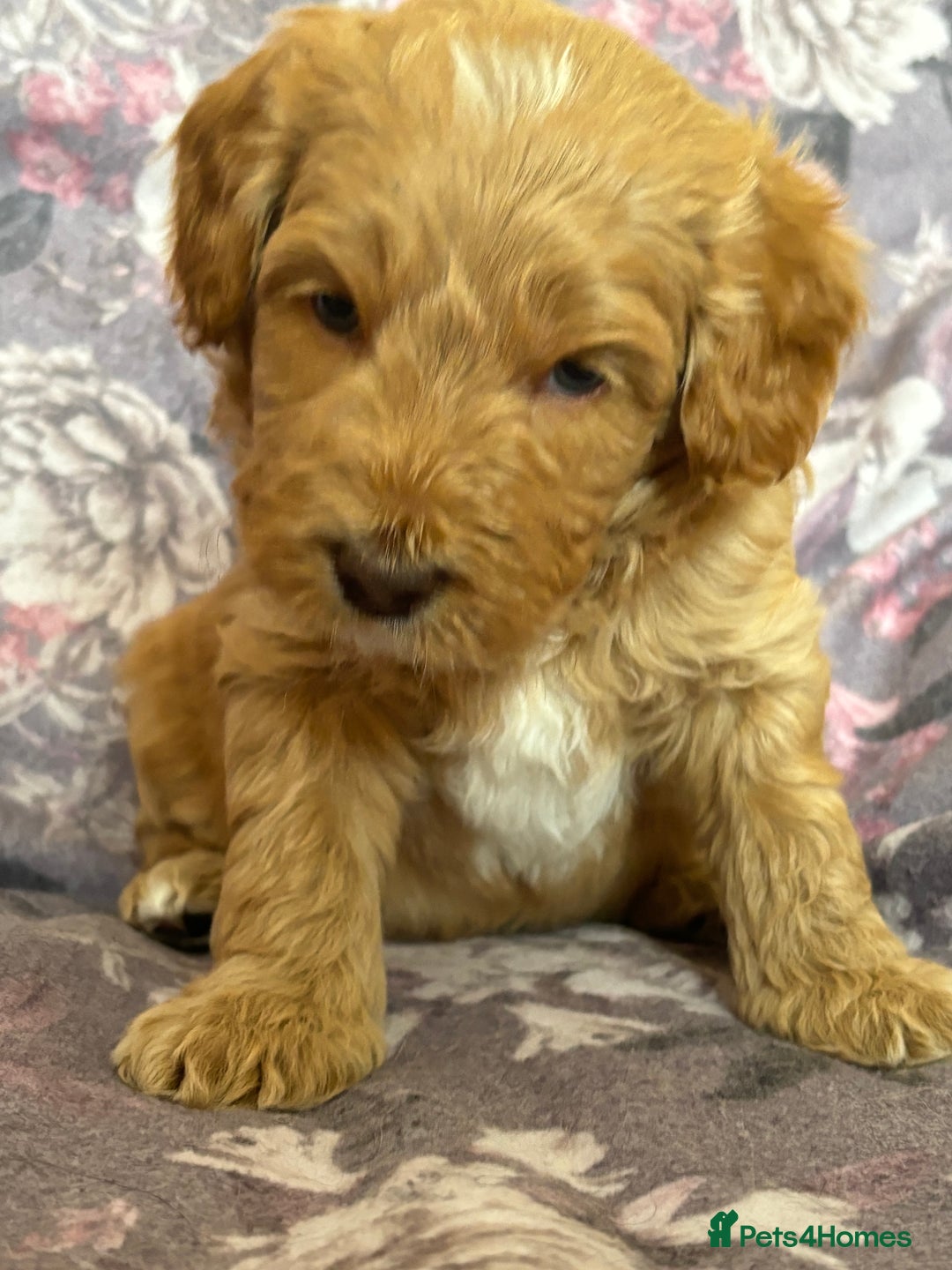 Australian Labradoodle dogs for sale: 💕 Stunning Australian Labradoodles! 💕 - Image 30