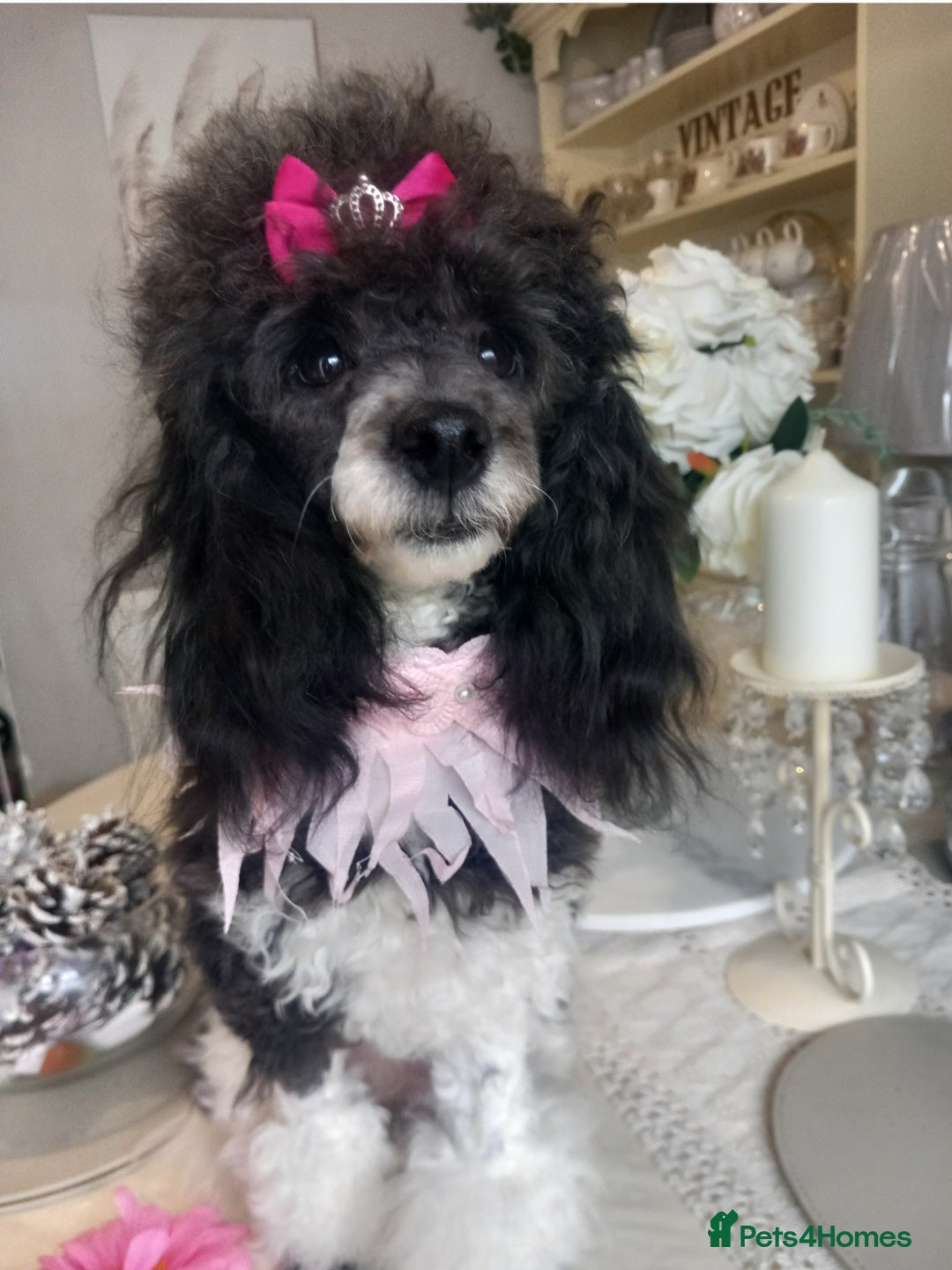 Toy Poodle dogs for stud: *2 STUDS AVAILABLE*FULL PEDIGREE SILVER & PHANTOM in Colwyn Bay - Advert 21