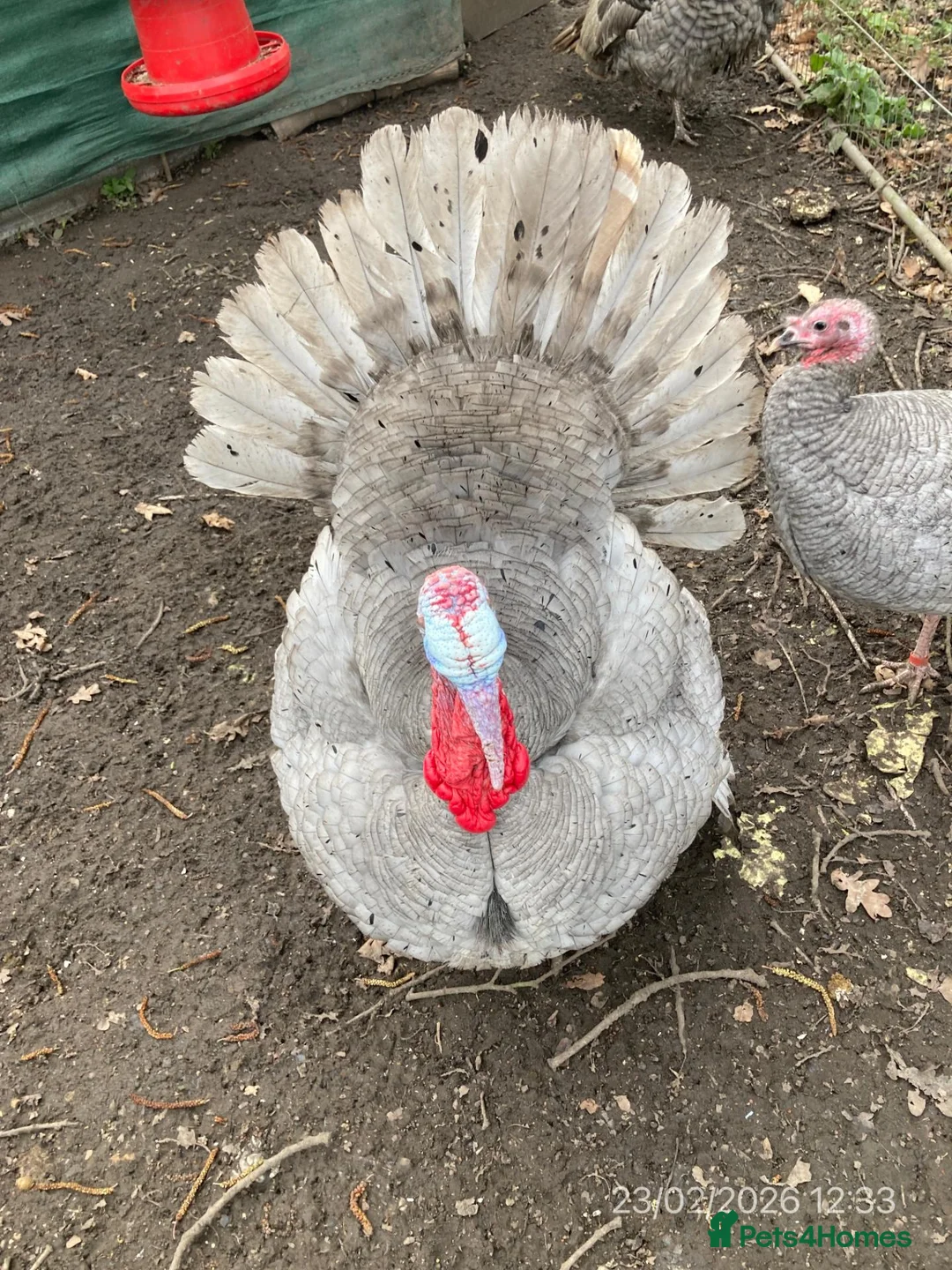 Turkeys poultry for sale: Lavender Turkeys Breeding pair - Advert 2