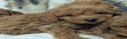 Toy Poodle dogs for sale: Stunning DNA Clear Toy Mini Poodle Puppies  - Advert 28