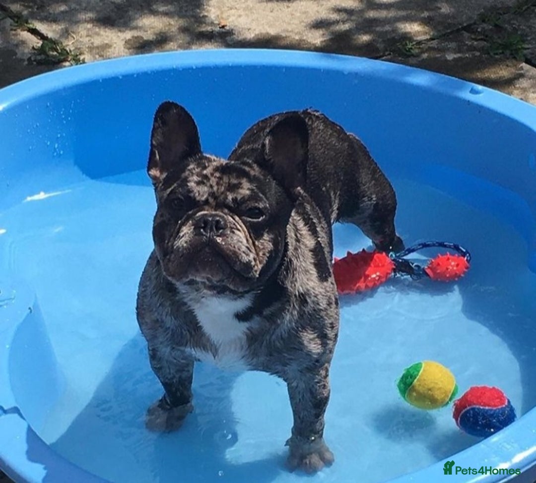 French Bulldog dogs for stud: Proven French bulldog Merle stud in Liverpool - Advert 4
