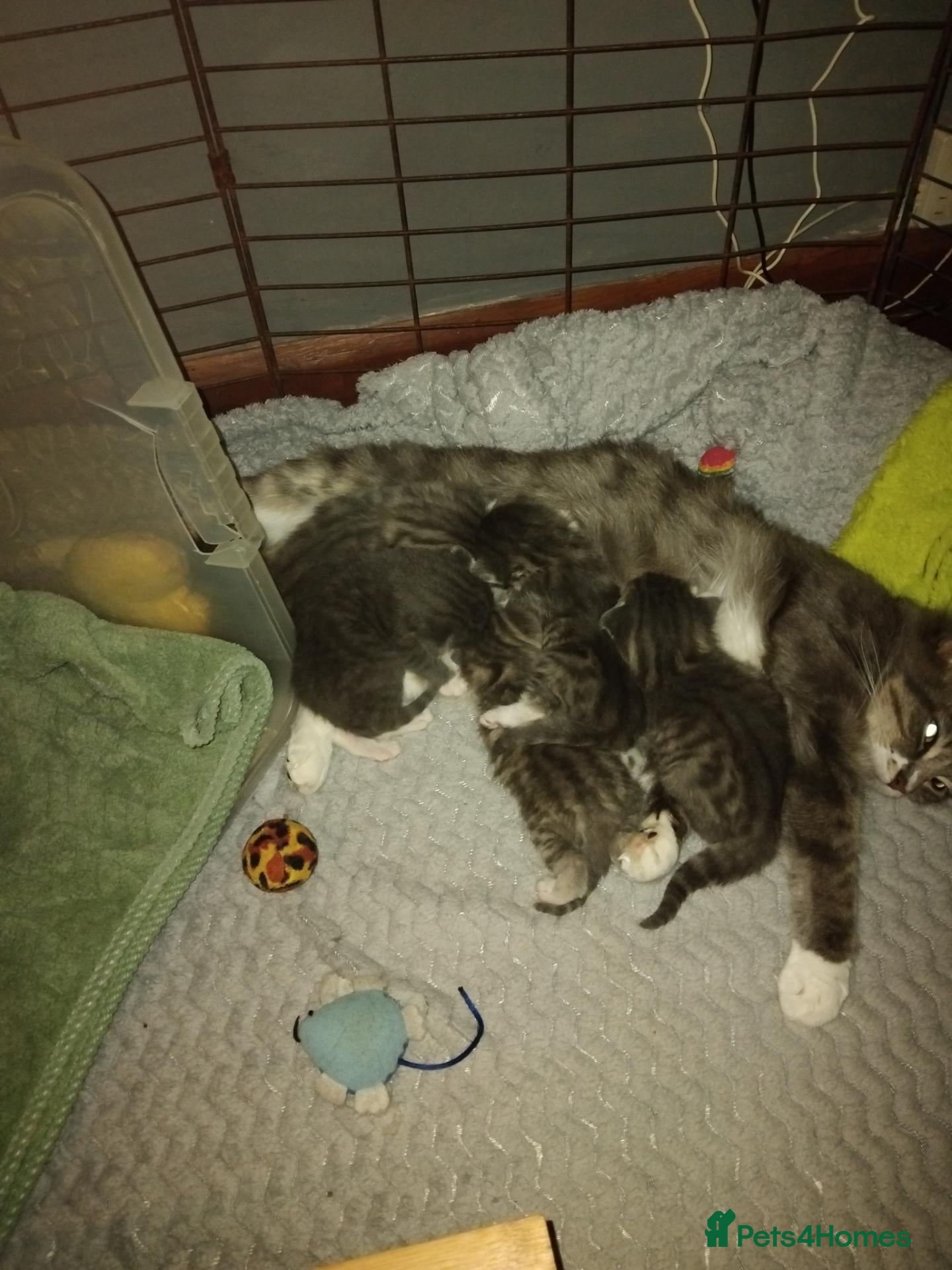 Mixed Breed cats for sale: Kittens for sale - Advert 1