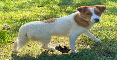 Jack Russell dogs - Advert 7