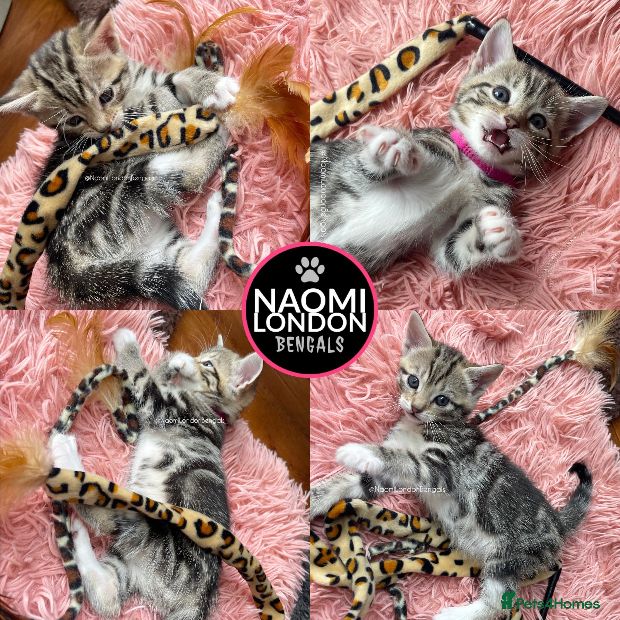 Bengal cats 🌈 BENGAL KITTENS 🌈 ⭐️⭐️⭐️⭐️⭐️ - Advert 2