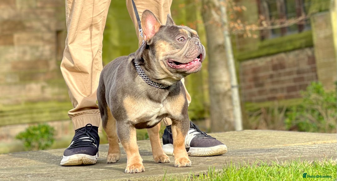 French Bulldog dogs for stud: Best producer known around  in Leigh - Image 8