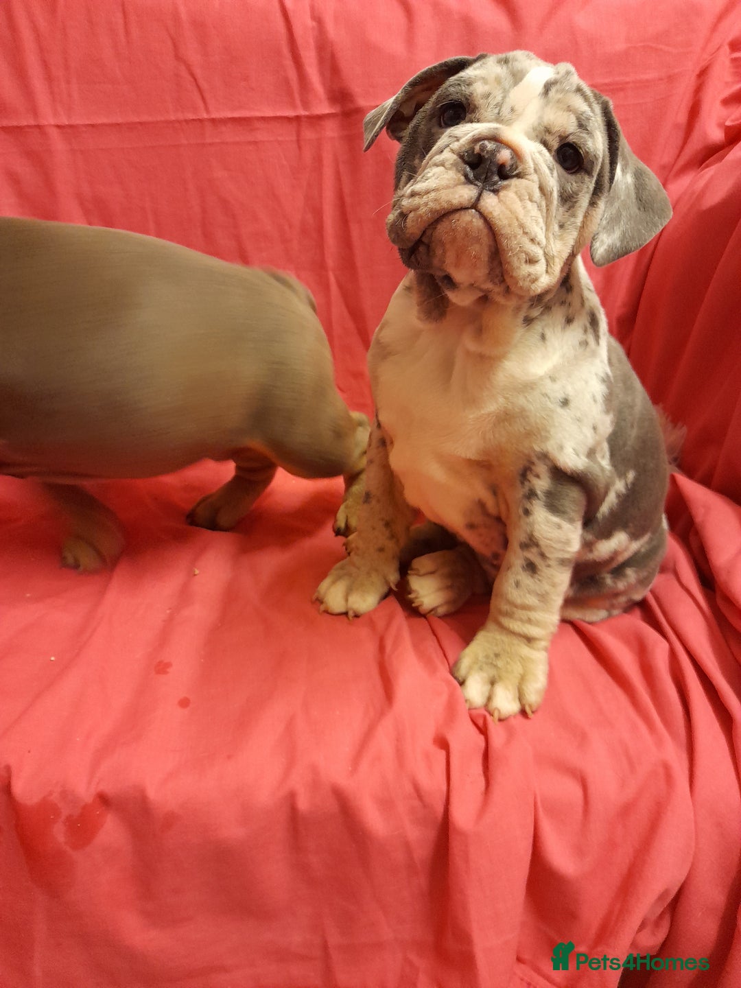 Mixed Breed dogs for sale: F1 olde English bulldog - Advert 5