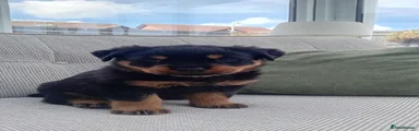Rottweiler 4