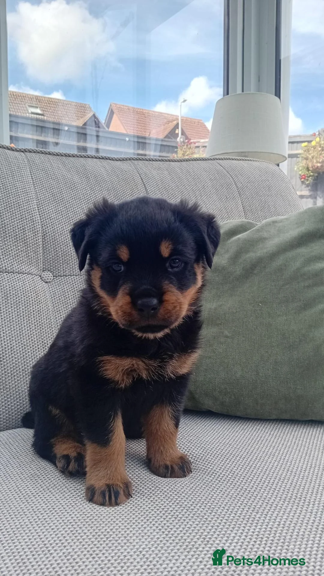 Rottweiler dogs for sale: Beautiful Family Raised Rottweiler Puppies in Hailsham - Advert 11