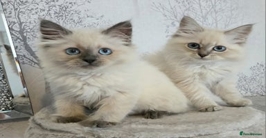 Siberian cats in Rhyl - Advert 4