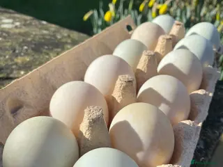 Ducks poultry Fertile Indian Runner Duck Eggs + Ducklings - Advert 12