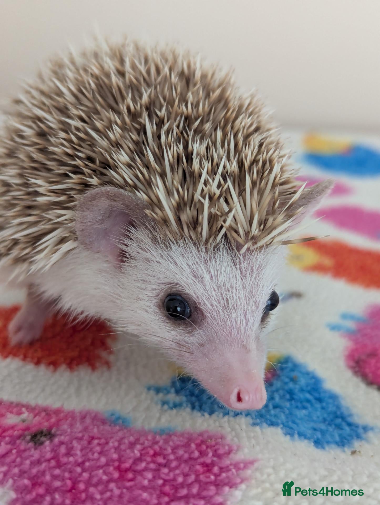 Pygmy Hedgehog rodents 9/12 Week Old Baby Hoglets REDUCED TO £170/230!!! - Advert 1