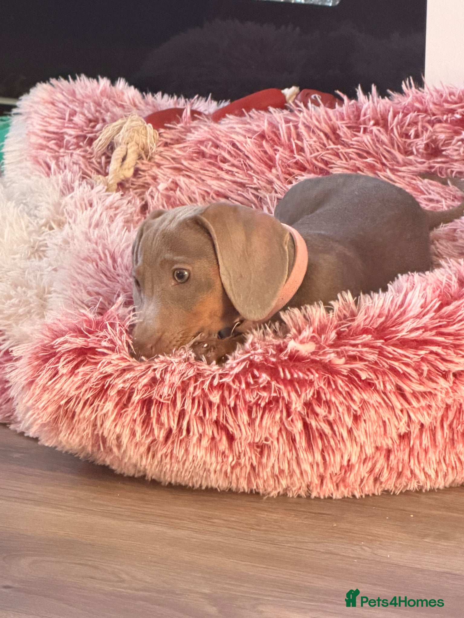 Miniature Dachshund dogs Female Isabella miniature dachshund  - Advert 6