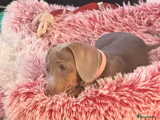Miniature Dachshund dogs Female Isabella miniature dachshund - Advert 4