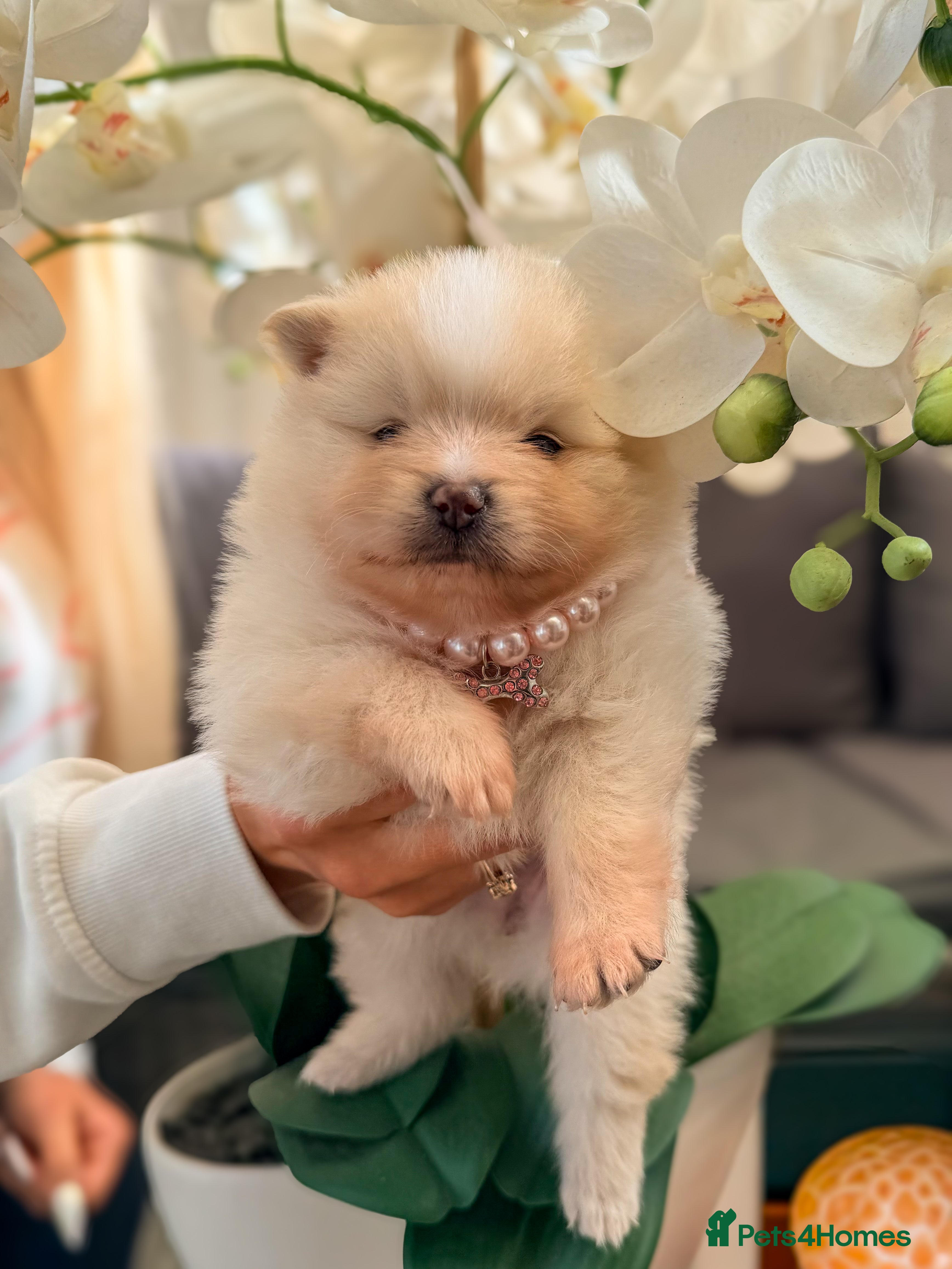 Pomeranian dogs KC registered extra fluffy Pomeranian puppies 🧸 - Advert 5