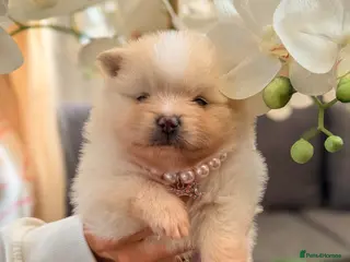 Pomeranian dogs KC registered extra fluffy Pomeranian puppies 🧸 - Advert 5