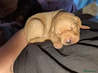 Labrador Retriever dogs 2 Male Puppies: Red and Yellow FTW & FTCH lines - Advert 5