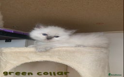 Ragdoll cats for sale: 5 Lovely, Pure Ragdoll Kittens - Image 8