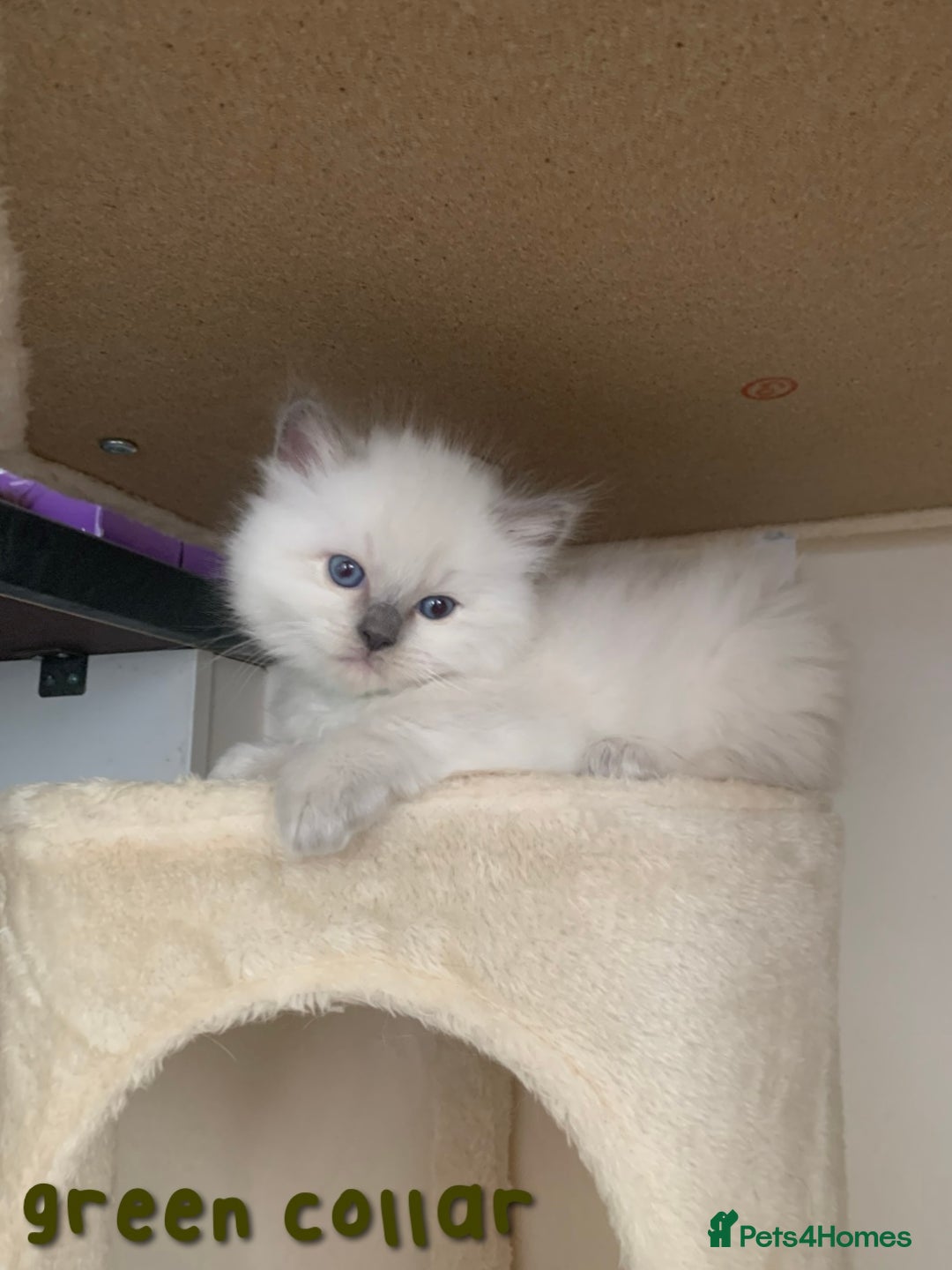 Ragdoll cats for sale: 5 Lovely, Pure Ragdoll Kittens - Image 8