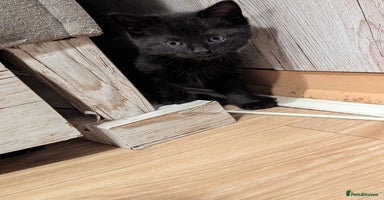 Bombay cats Beautiful kittens perfect for Christmas gifts  - Advert 2