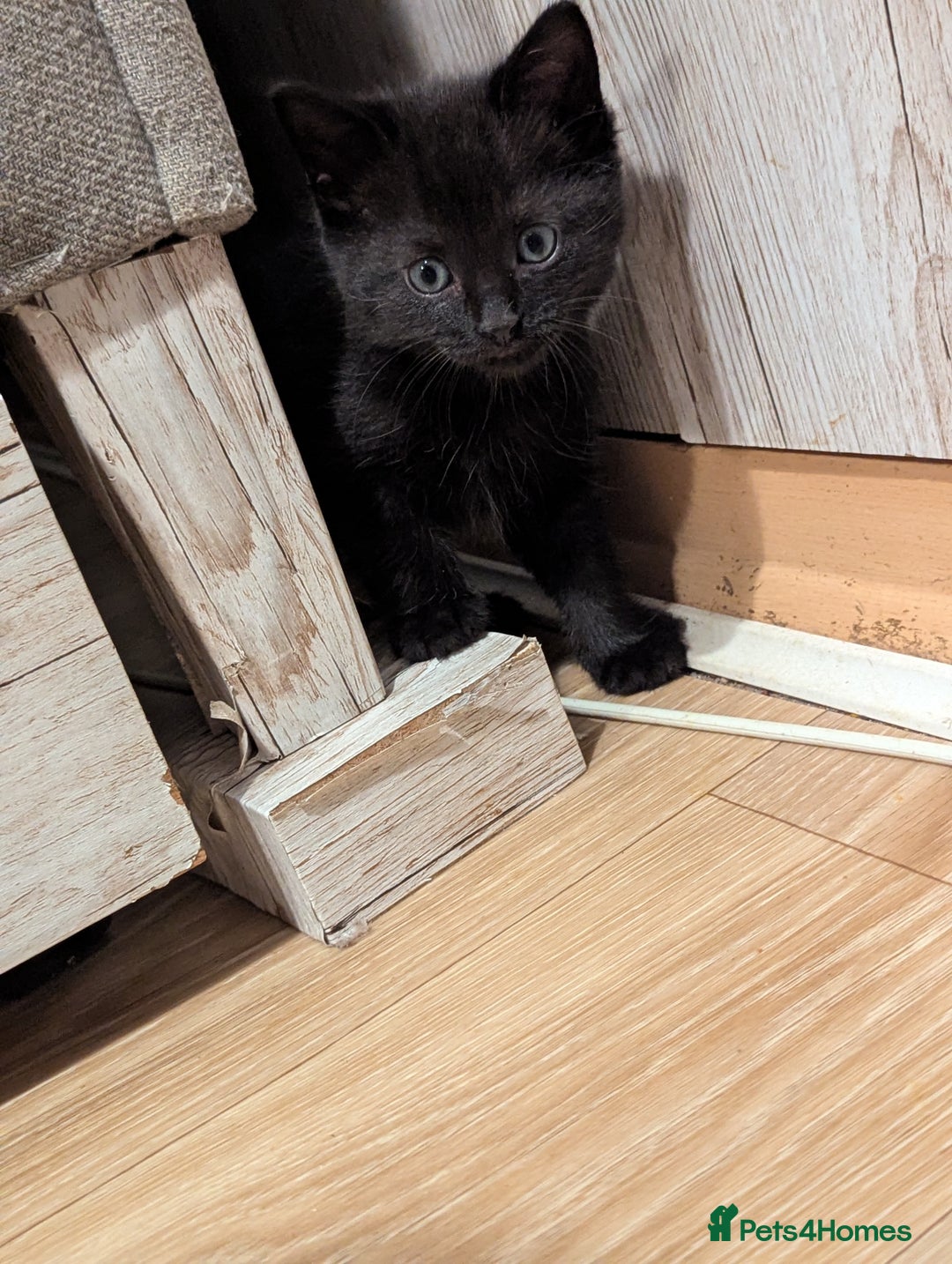 Bombay cats for sale: Beautiful kittens perfect for  **   ** s  - Advert 2