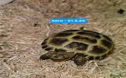Tortoise reptiles for sale: BABY HORSEFIELD TORTOISES - Image 5