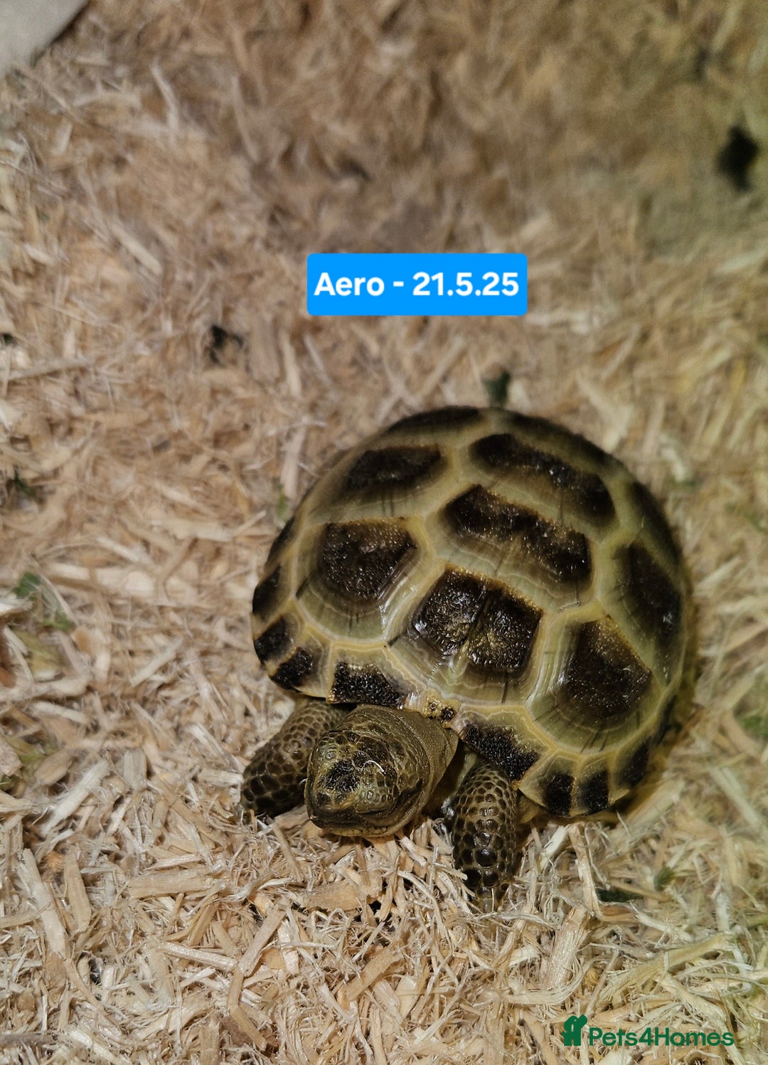 Tortoise reptiles for sale: BABY HORSEFIELD TORTOISES - Image 5