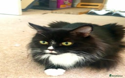 Persian cats for sale: Persian Kittens  - Image 5