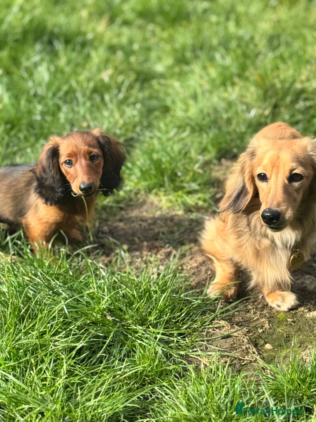 Miniature Dachshund dogs for sale: Long haired miniature Dachshund  - Advert 2