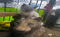 Ragdoll cats for sale: Ragdollhad the best start  - Image 2