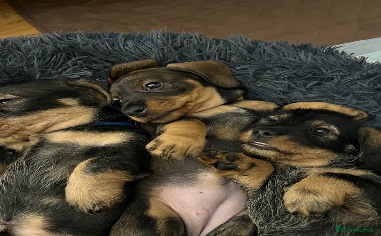 Dachshund dogs Wire haired Dachshund Teckel Puppies - Advert 5