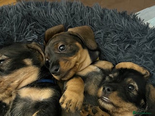 Dachshund dogs Wire haired Dachshund Teckel Puppies - Advert 5