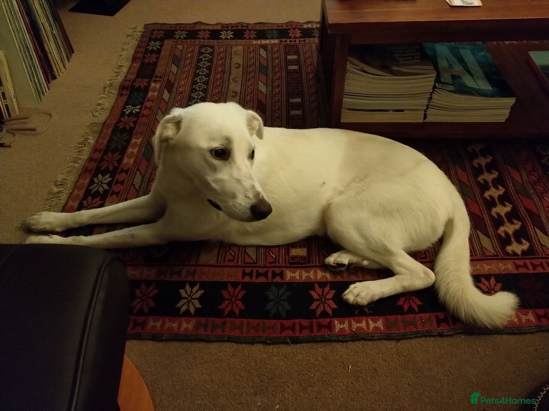 Mixed Breed dogs for sale: Young female Labrador cross for adoption  - Image 17