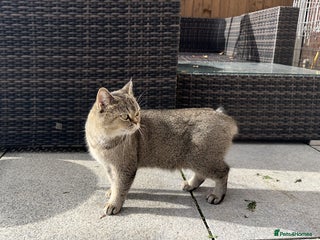 Scottish Fold cats - Advert 23