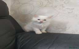 Ragdoll cats for sale: Pure breed health tested ragdoll kittens  - Image 15