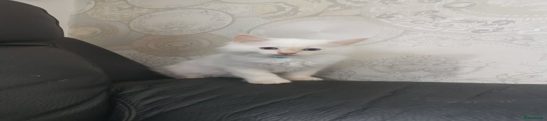 Ragdoll Kitten 1