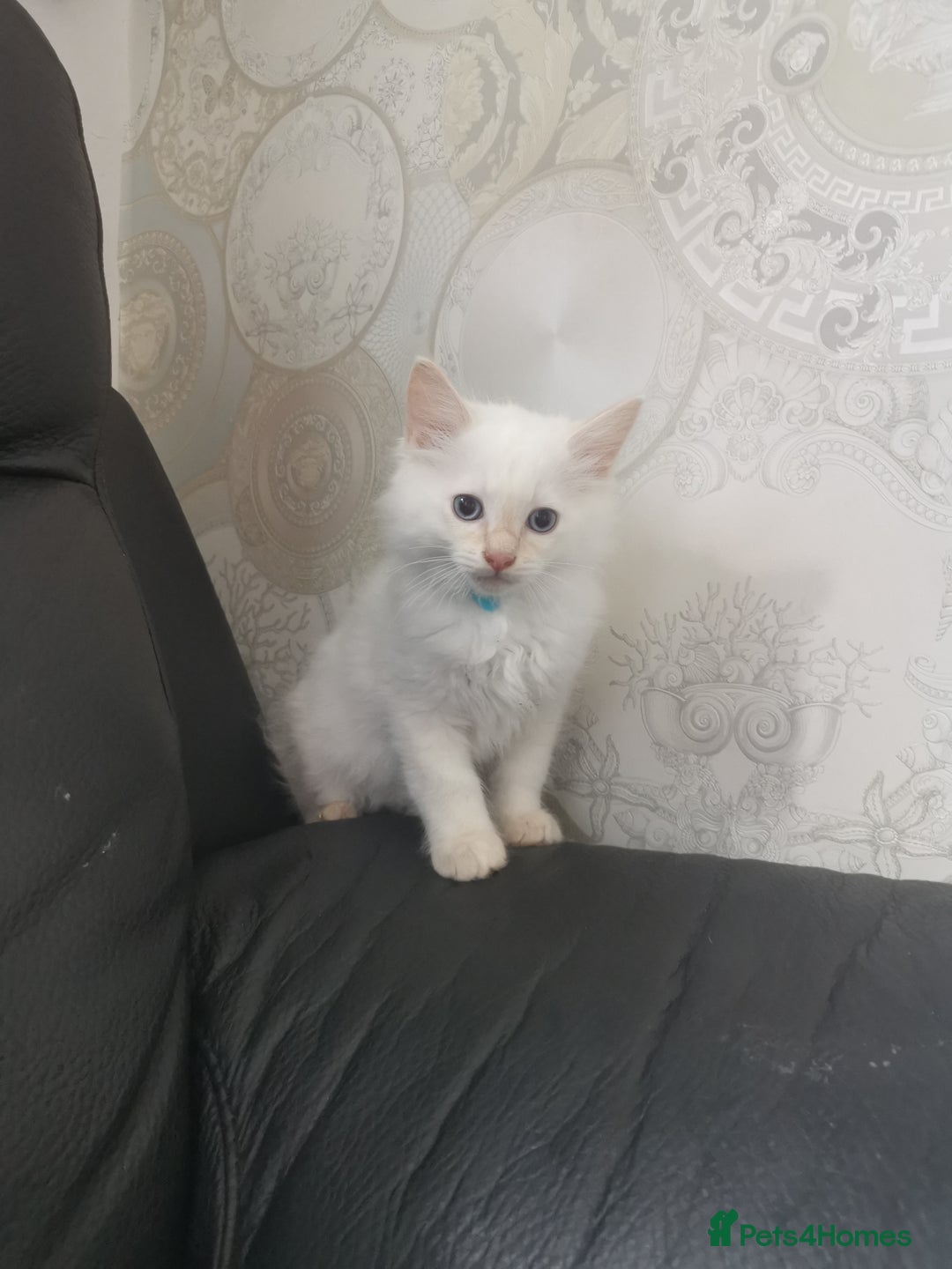 Ragdoll cats for sale: Pure breed health tested ragdoll kittens  - Image 15