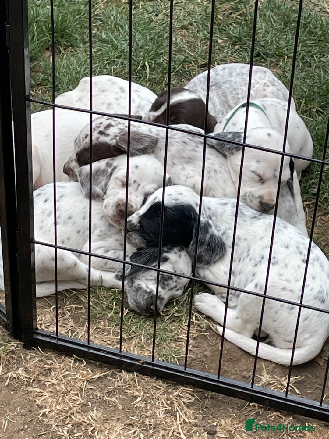 Mixed Breed dogs for sale:  Dalmaspoodles! Dalmation X springer/poodle pups - Image 30